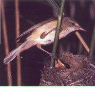 10KB Acrocephalus arundinaceus Foto: E.Benussi