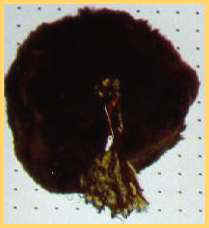 caregon, cappello tipico