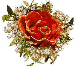 Immagine di una rosa