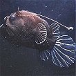 Bufoceratias weedi: gli angler fish, sottordine dei Ceratioidei, sono pesci che vivono in mari profondi. Si trovano fra i 500 e i 3000 m di profondit. Sono caratterizzati dalla presenza, generalmente solo nelle femmine, di un'asta, sulla sommit del capo, (illicium) dotata di una piccola "lanterna" usata per attrarre le prede; in molte specie la luminescenza  dovuta a batteri luminosi che vivono in simbiosi. La femmina pu crescere fino a superare il metro di lunghezza mentre il maschio arriva a malapena a 6-7 cm. La femmina si nutre di pesci e gamberetti che sono attratti dai suoi organi luminescenti ed attrae le prede anche con la vibrazione della sua esca. Il maschio vive in modo parassitario attaccato alla femmina e vi rimane per tutta la vita, dipendendo da lei completamente per il cibo, la protezione e per qualsiasi altra necessit, attaccandosi al torrente circolatorio della femmina e contemporaneamente provvede alla fecondazione delle uova che poi saranno rilasciate dalla femmina nell'acqua. Hanno la pelle priva di squame di colore da marrone scuro a nera.