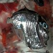 Carnegiella strigata, Gasteropeleus sternicla, Pterodiscus levis. I pesci accetta (hatchetfish) sono piccoli pesci (6 cm) ossei dalla strana forma. Si ritrovano a profondit fra i 200 e i 1400 m pi frequentemente nel Pacifico occidentale. Il corpo presenta escrescenze luminose puntiformi ed anche gli occhi sporgono dal corpo. Hanno piccole pinne pettorali a forma di ali che permettono loro di fare salti fuori dall'acqua. Mangiano uova ed avanotti di altri pesci, la bocca  dotata di denti molto appuntiti. Anch'essi sono dotati di bioluminescenza