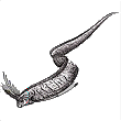 Regaleus glesne.  chiamato anche "pesce nastro", da adulto pu misurare dai 3 agli 8 metri e pesare pi di 45 kg;  il pi grande e lungo pesce osseo conosciuto. Ha bocca piccola e priva di denti, si nutre di piccoli crostacei filtrati dalle branchie in bocca. Le branchie sono luminose per attrarre i pesci. Viene alla superficie se  ammalato o sta per morire, generalmente vive a circa 1000 m di profondit ed  un preda molto difficile, se ne riesce a pescare uno ogni 10 anni circa.