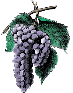 Grappolo d'uva(26382 byte)